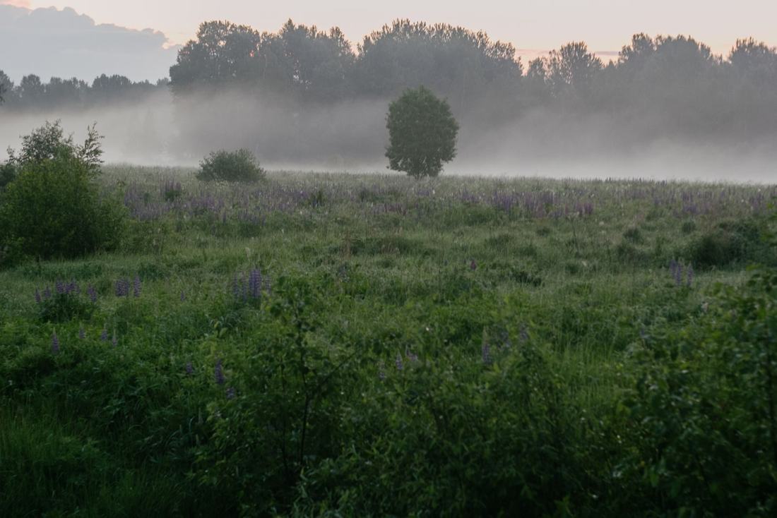 Zamglona łąka z drzewami o poranku