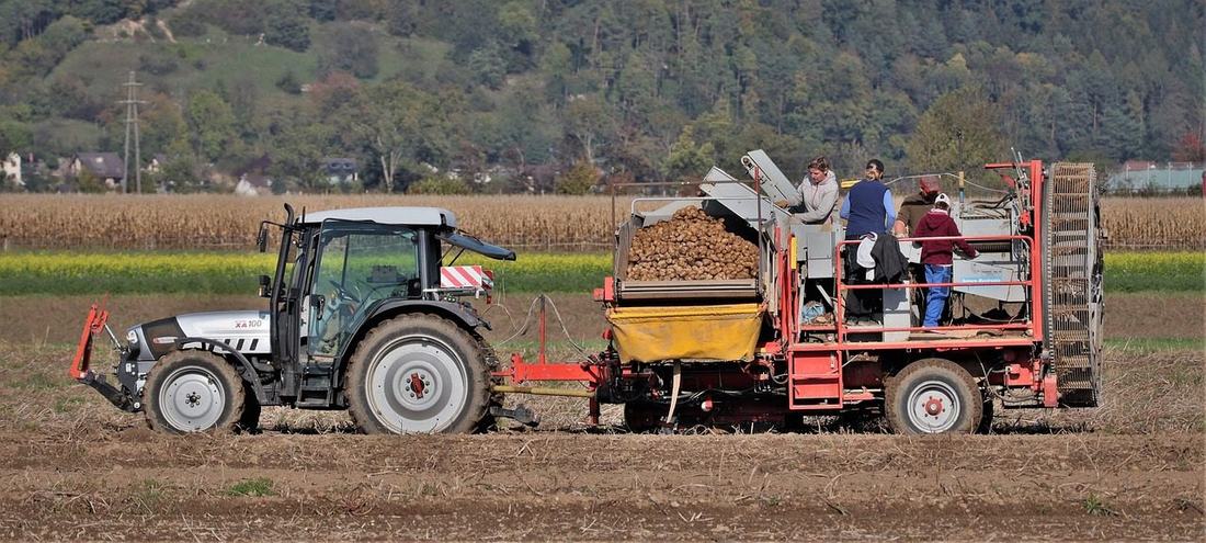 Ciągnik z kombajnem do ziemniaków i ludzie przy sortowaniu na polu